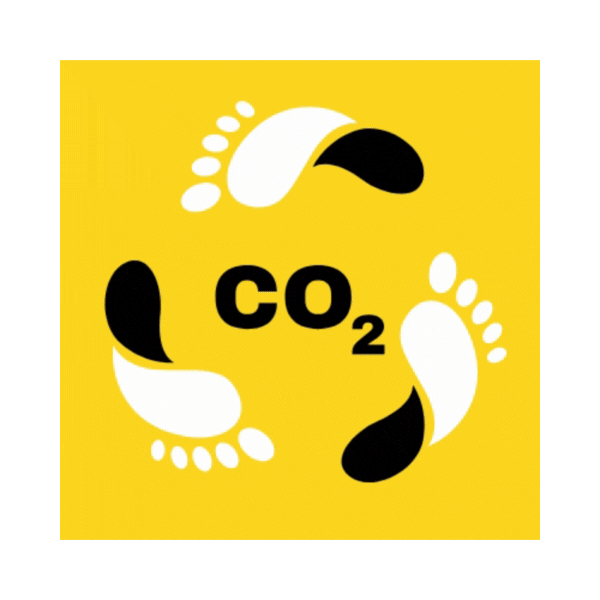 Carbon Impact Report - Decarbonisation Plan