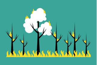 Cool Fire Traditional Land Management