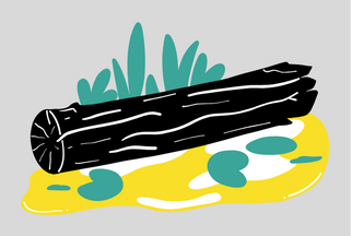 Katingan Peatlands Conservation